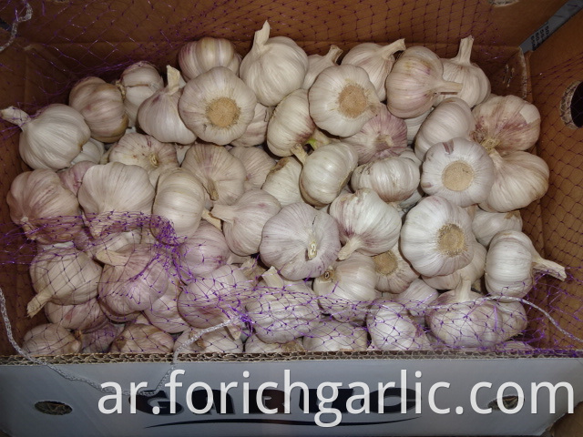 Size 5 0cm New Fresh Garlic